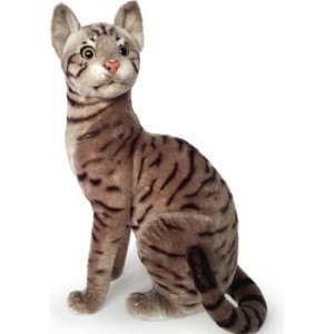 Gato atigrado